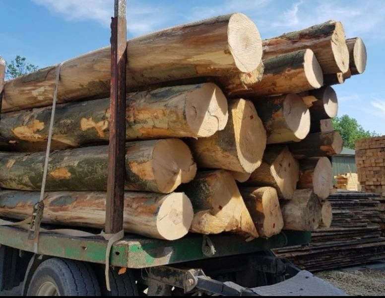 Stock de grumes de bois en forêt