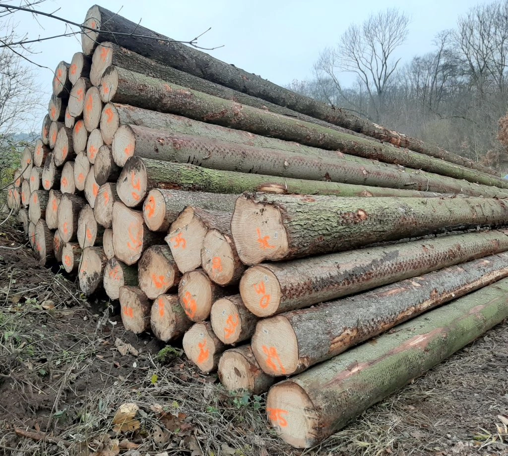 Grumes d'Épicéa