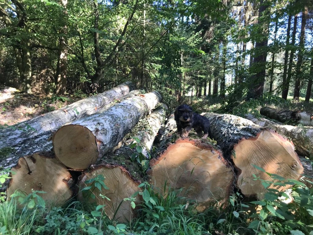 Grumes de Bouleau