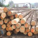 Grumes de feuillus durs (mélange) – 5 camions (250 stères) – Certifié PEFC